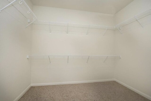 spacious closet featuring carpet flooring