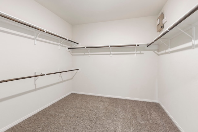 spacious closet featuring carpet flooring