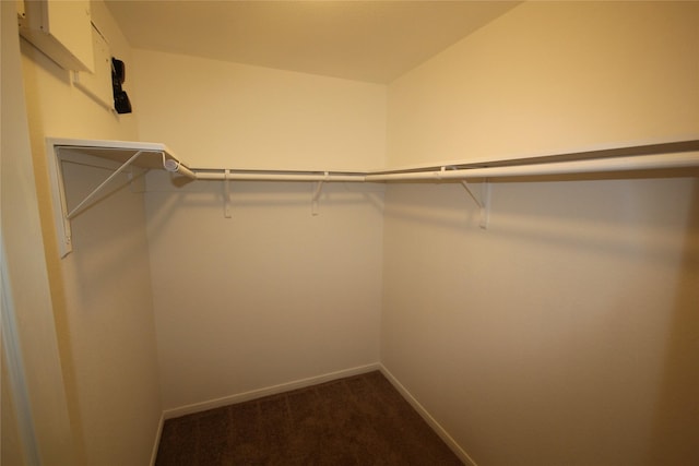 walk in closet with carpet floors