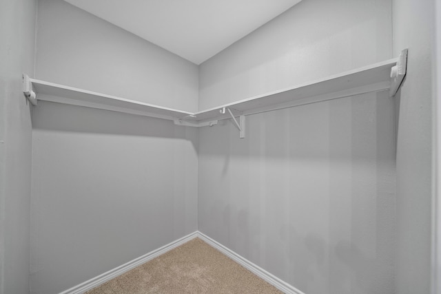 spacious closet featuring carpet flooring