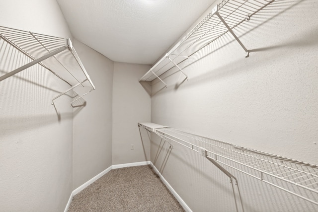 spacious closet featuring carpet flooring