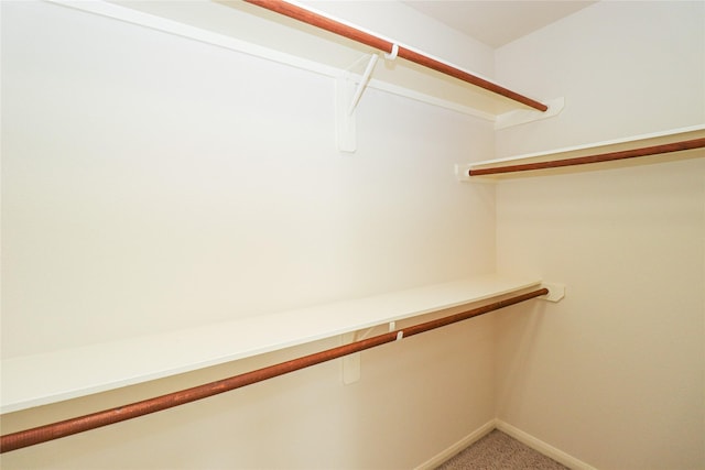 spacious closet featuring carpet