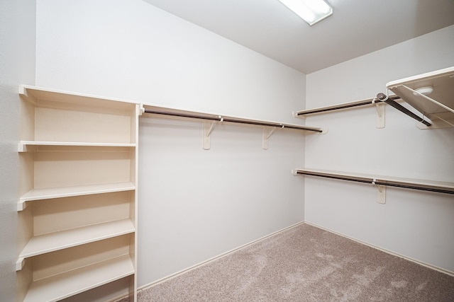 spacious closet featuring carpet floors