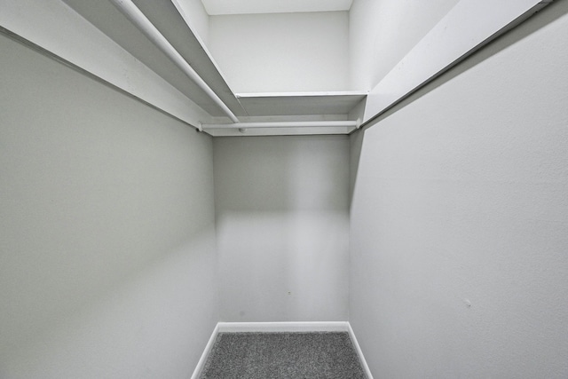 spacious closet featuring carpet floors