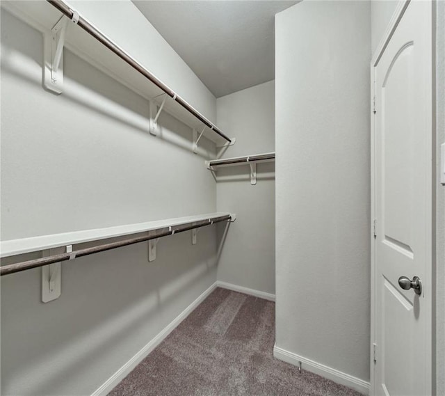 walk in closet featuring carpet flooring