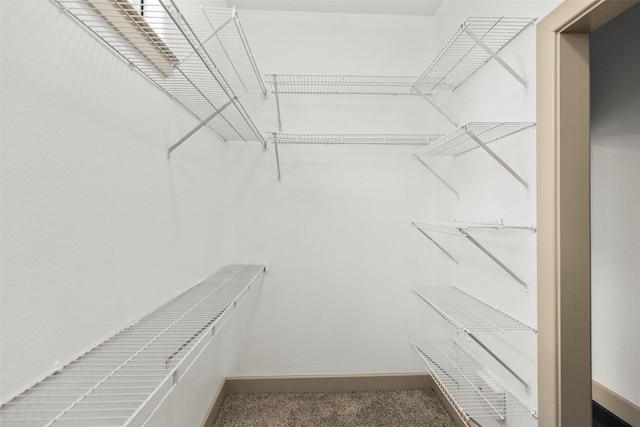 spacious closet featuring carpet