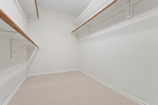 walk in closet featuring carpet floors