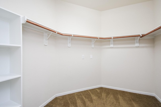 spacious closet featuring carpet