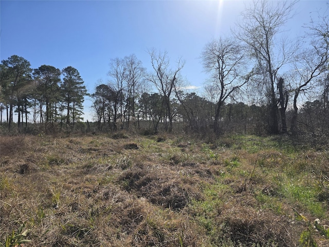 view of local wilderness