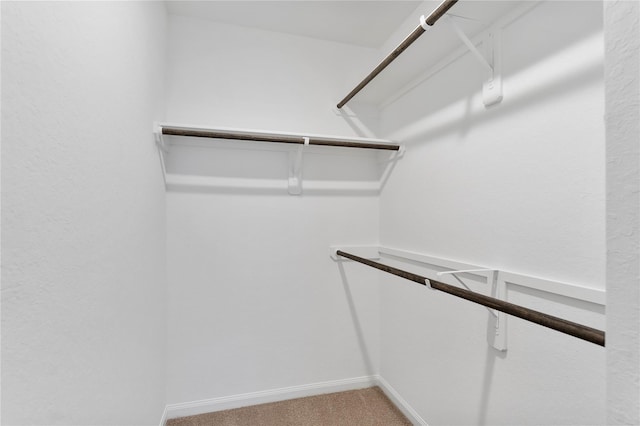 spacious closet featuring carpet floors