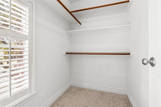 spacious closet featuring carpet flooring