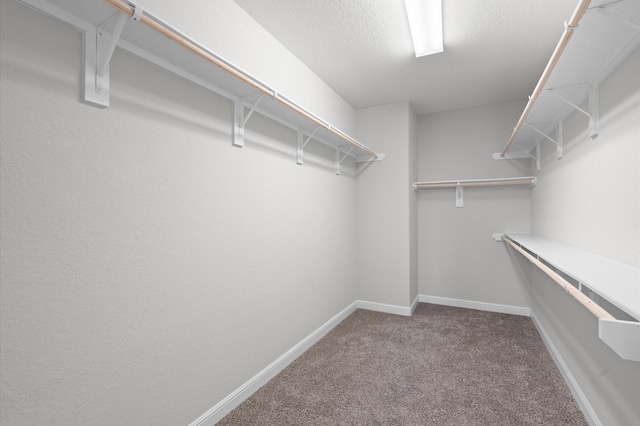 walk in closet featuring carpet