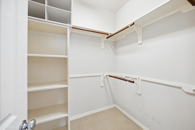 spacious closet featuring carpet flooring