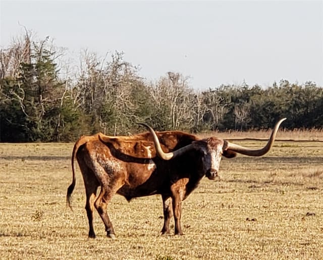8500 Fm-2004, Hitchcock, TX 77563 - photo 1