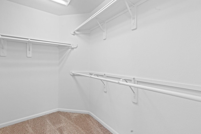 walk in closet with carpet flooring