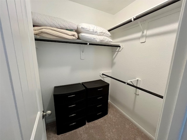 spacious closet featuring carpet