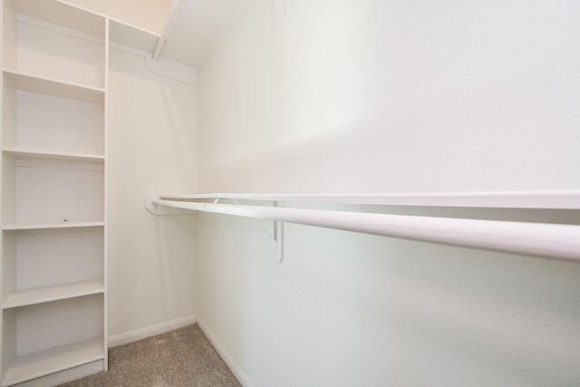 spacious closet featuring carpet floors