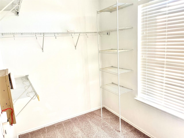 walk in closet featuring carpet floors