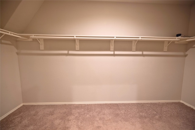 spacious closet featuring carpet