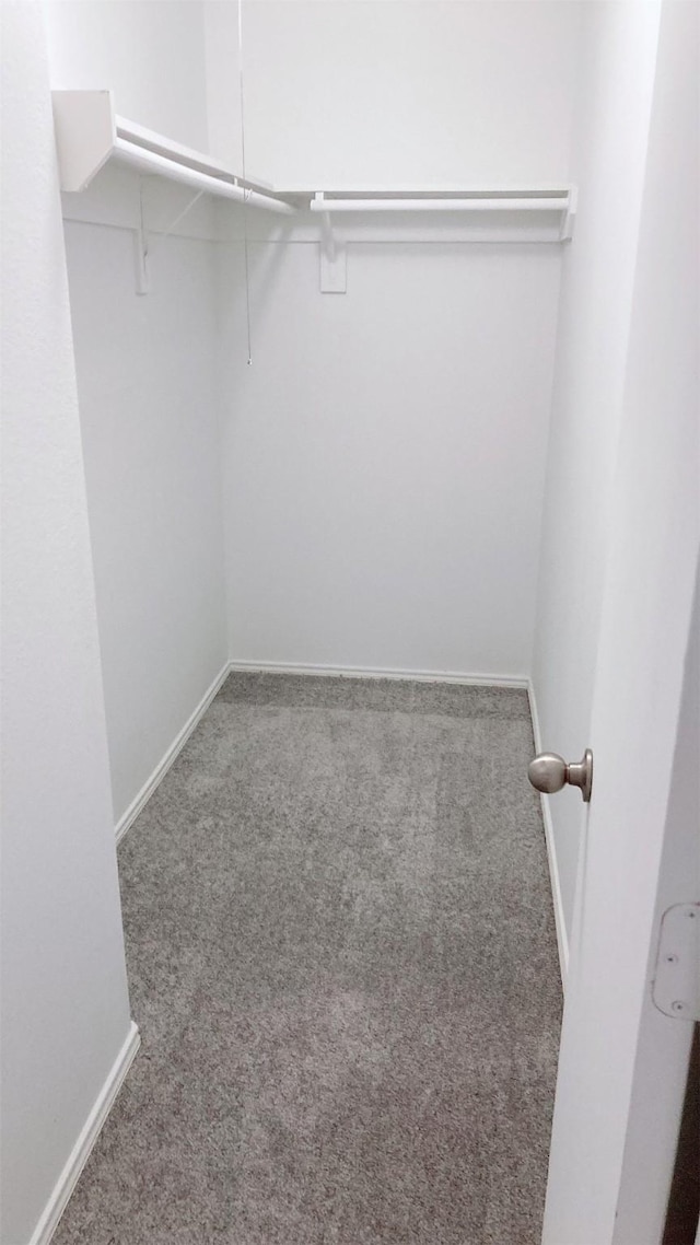 spacious closet featuring carpet