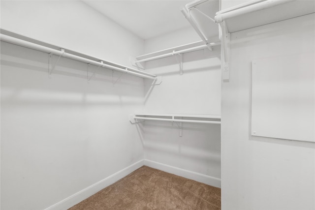 spacious closet featuring carpet