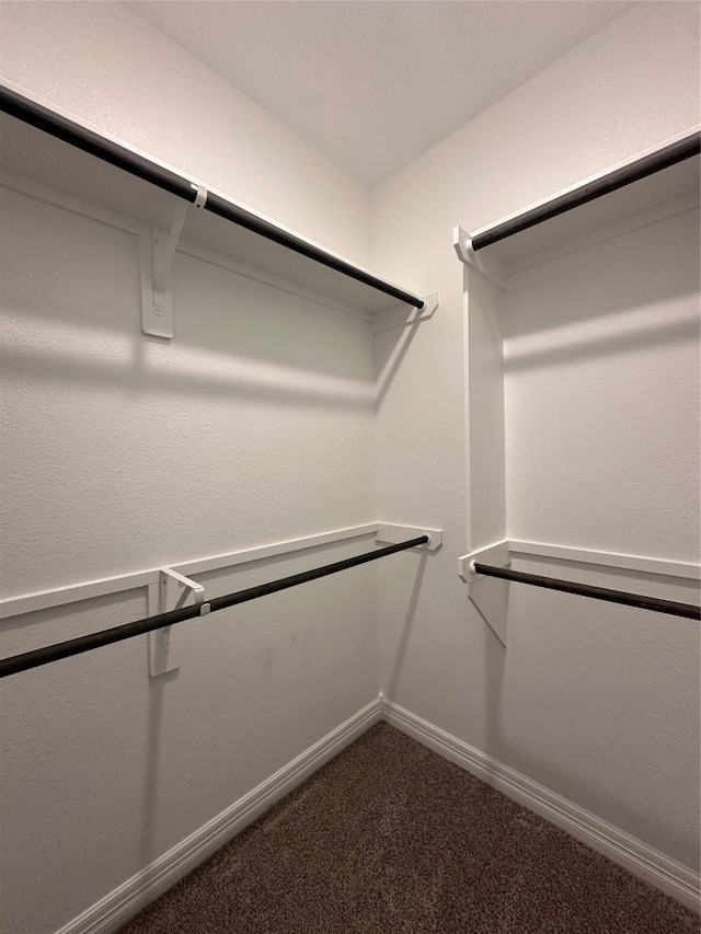 walk in closet featuring carpet floors