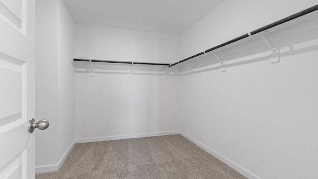 walk in closet with carpet floors