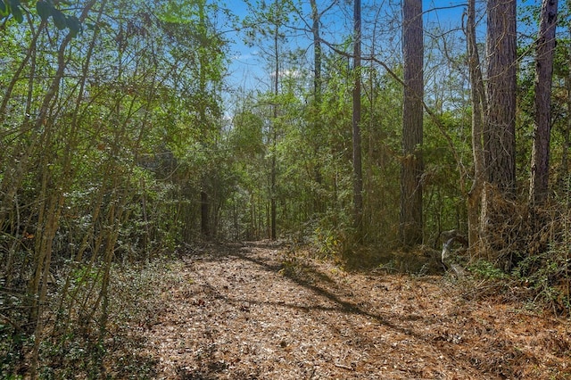 view of local wilderness