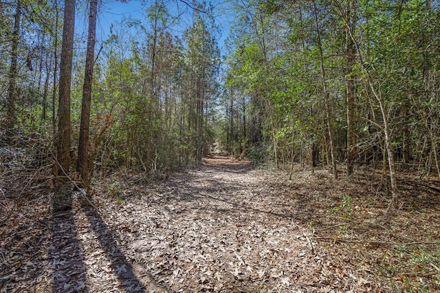 view of local wilderness