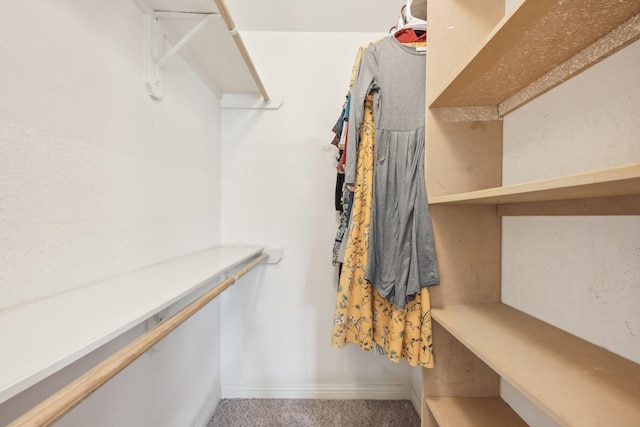 spacious closet featuring carpet