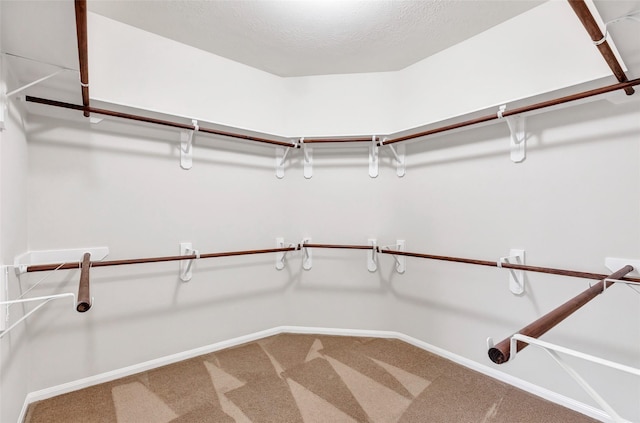 walk in closet with carpet flooring