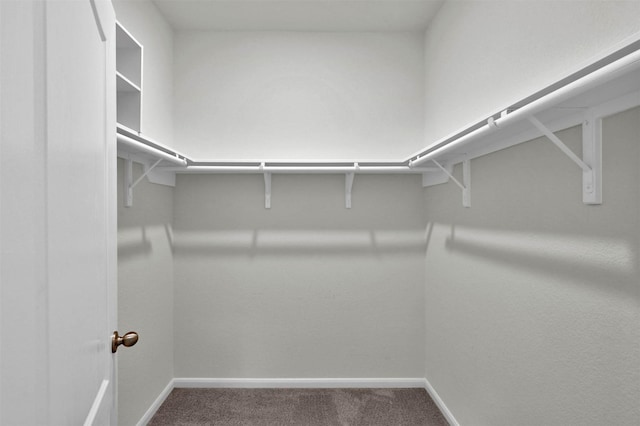 walk in closet featuring carpet flooring