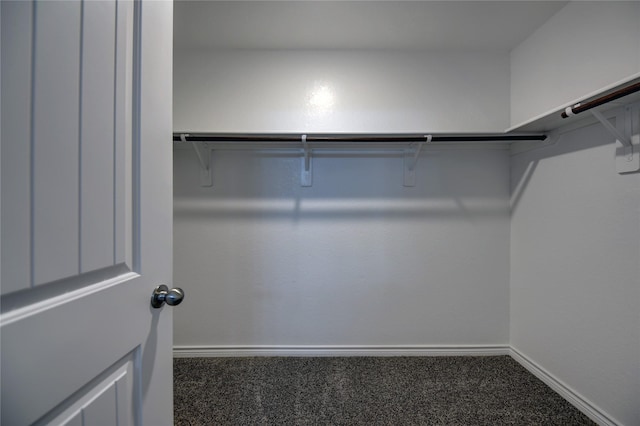 spacious closet featuring carpet