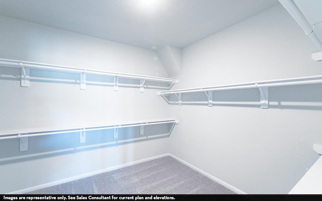 spacious closet featuring carpet flooring