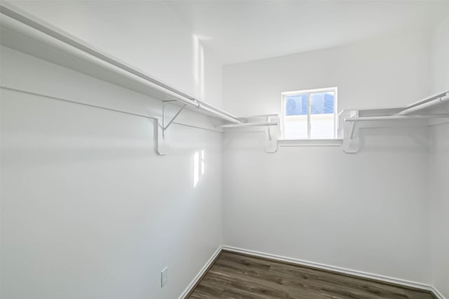 spacious closet featuring dark hardwood / wood-style flooring