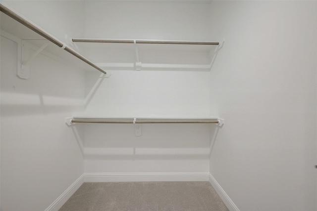 spacious closet featuring carpet floors