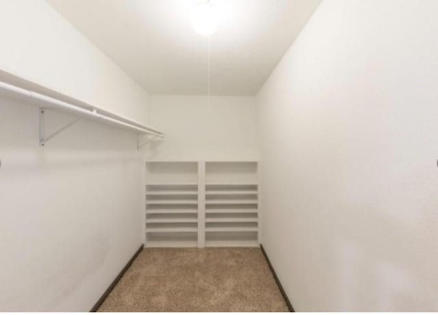 walk in closet with carpet flooring