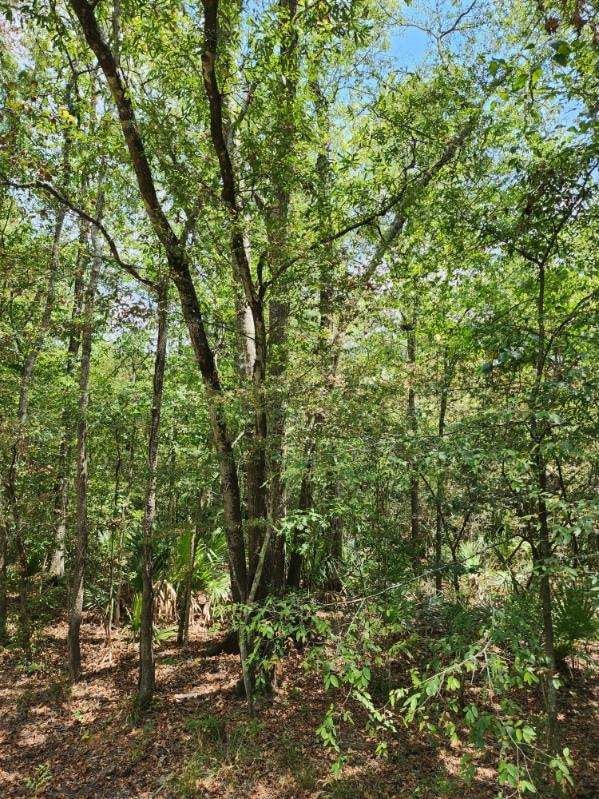 TBD Pin Oak Dr, Conroe, TX 77302 - photo 4