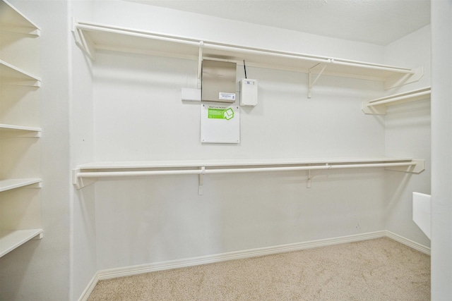 spacious closet featuring carpet floors