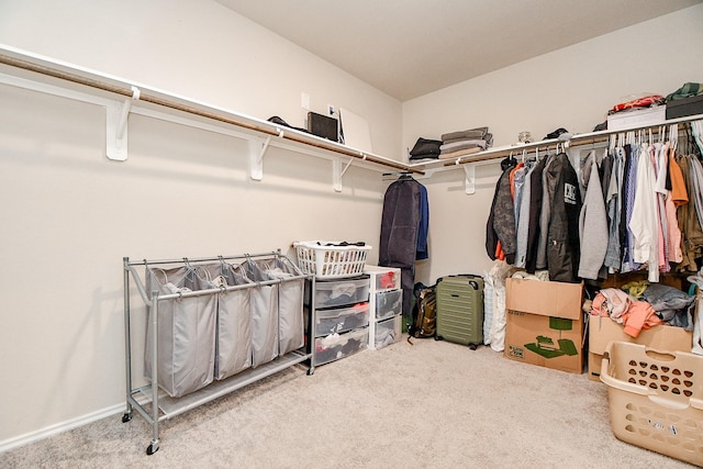 spacious closet featuring carpet flooring