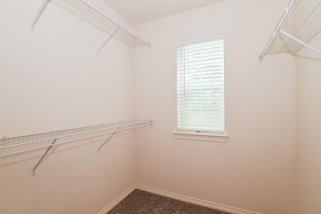 walk in closet with carpet floors