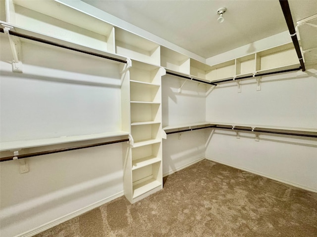 walk in closet featuring carpet flooring