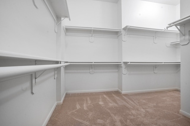 walk in closet featuring light colored carpet