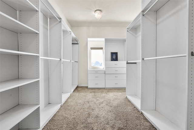 walk in closet with light carpet