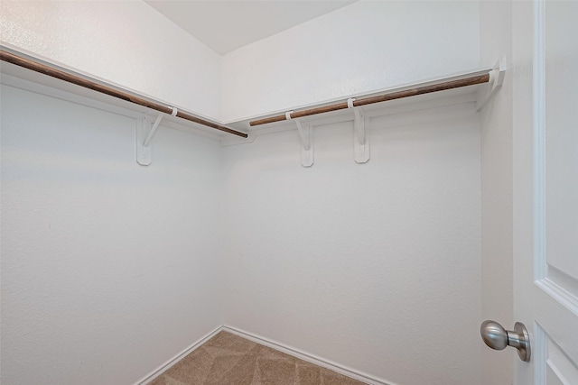 spacious closet featuring carpet