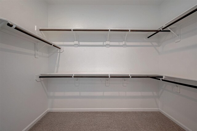 spacious closet featuring carpet