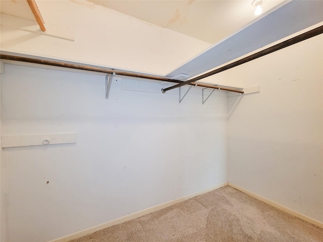 spacious closet featuring carpet flooring