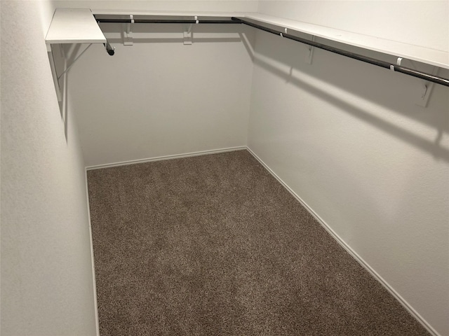 spacious closet featuring carpet