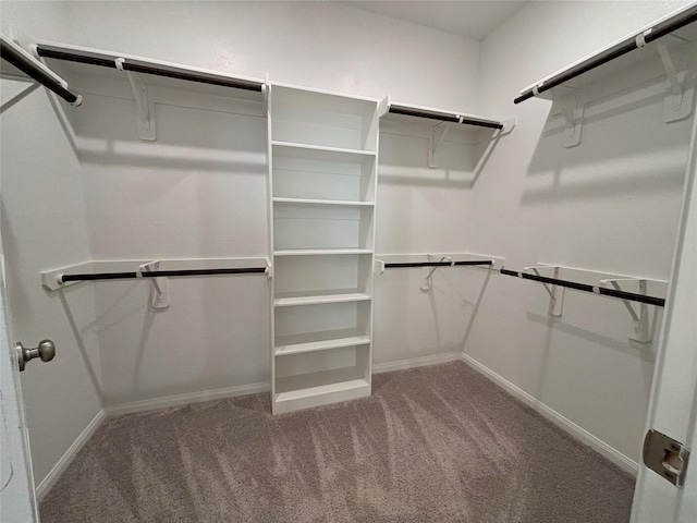 walk in closet featuring carpet