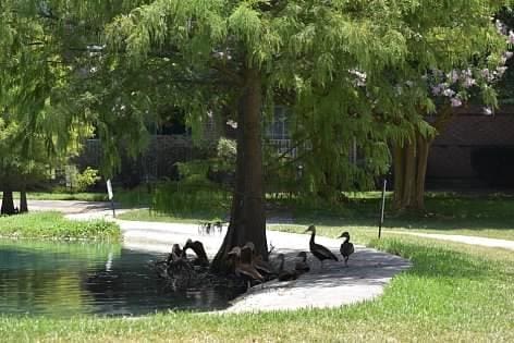 view of community with a water view and a lawn